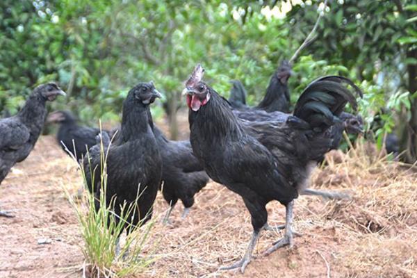 五只黑鸡一斤多少钱？养殖五只黑鸡赚钱吗？(附加养殖前景)