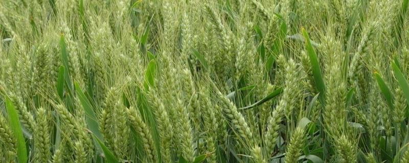 新疆小麦主产区有几个