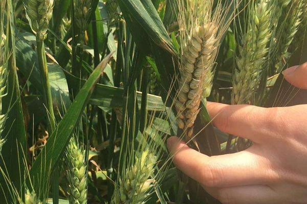 湖北高产小麦品种排名