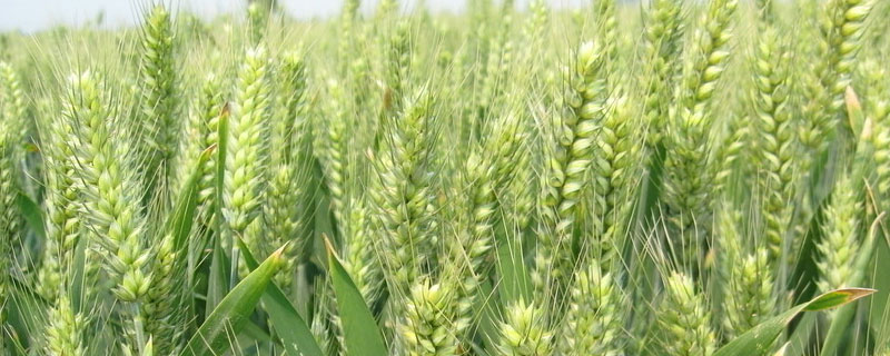 有哪些小麦品种适合内蒙古种植
