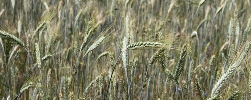 什么小麦品种在山东最好