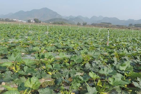西葫芦的营养价值和功效是什么