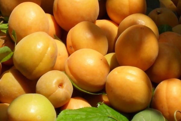 什么样的杏品种可以在北方种植