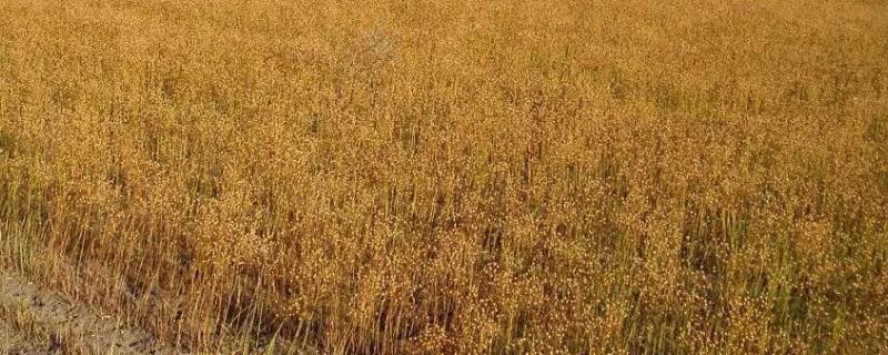 亚麻产地在哪里？亚麻和苎麻有什么区别