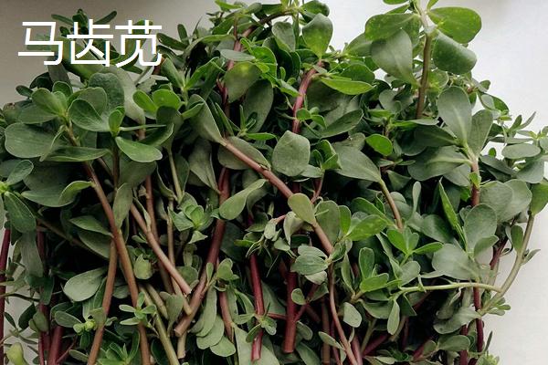 在农村种植这些野菜不愁销路，市场需求量大