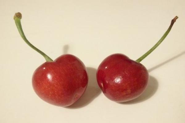 一棵吉塞拉樱桃苗多少钱？品种特点是什么