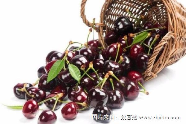 什么时候种植樱桃树苗
