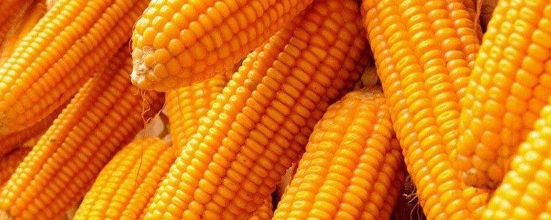 一亩玉米秸秆晒干多少斤？还田的方法有哪些