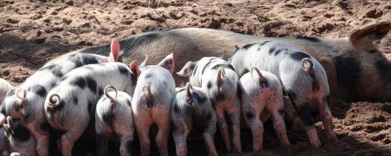 中国有哪些猪品种