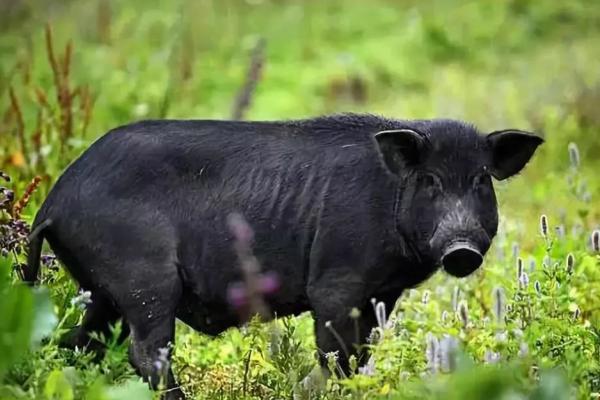 什么品种的猪适合东北地区