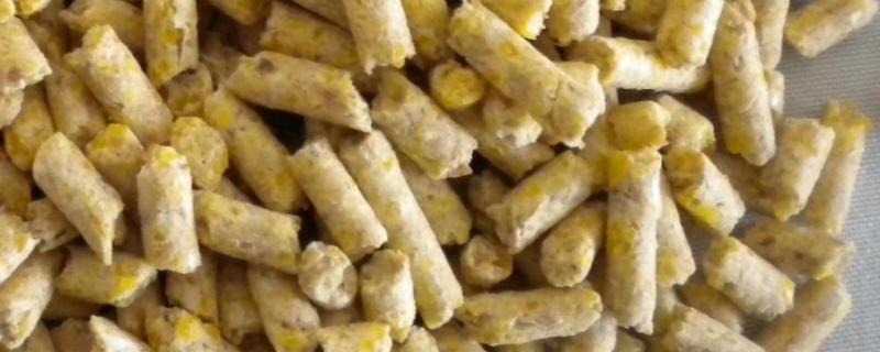 一斤闽北花猪多少钱？介绍闽北花猪的生产性能