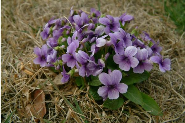 紫花地丁种子的价格是多少？种植方法介绍